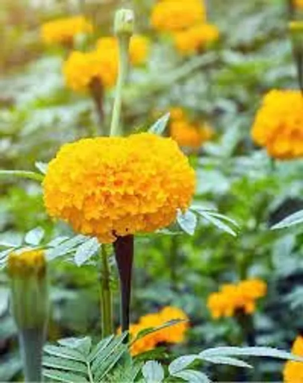 African_Hawaii_Orange_Seeds_-_Pack_Of_4