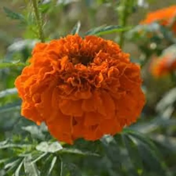 African_Hawaii_Orange_Seeds_-_Pack_Of_4