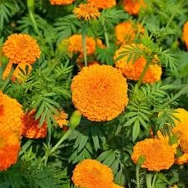 African_Hawaii_Orange_Seeds_-_Pack_Of_4