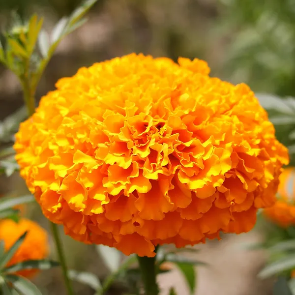 African_Hawaii_Orange_Seeds_-_Pack_Of_4