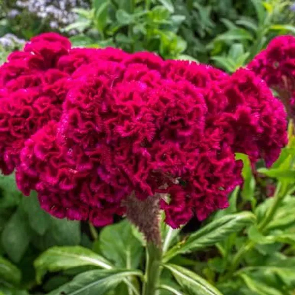 Celosia_Cristata_Cockscomb_Seeds_-_Pack_Of_4