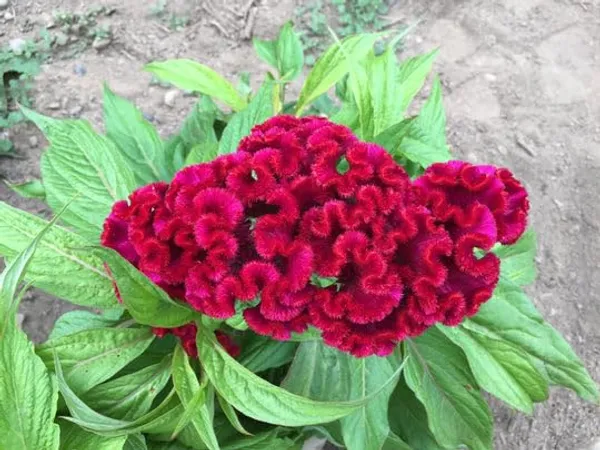 Celosia_Cristata_Cockscomb_Seeds_-_Pack_Of_4