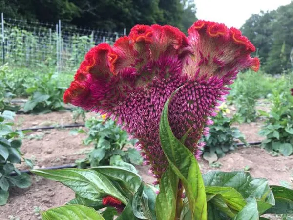 Celosia_Cristata_Cockscomb_Seeds_-_Pack_Of_4