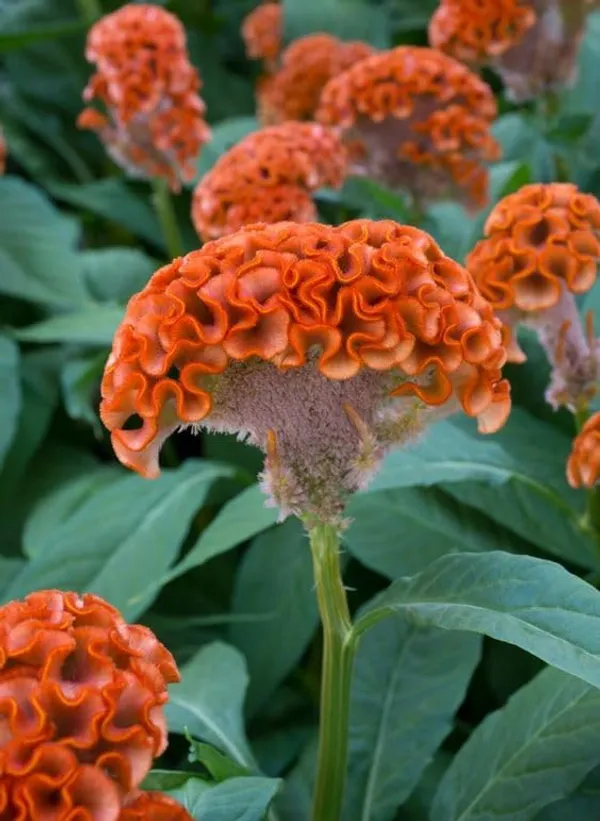 Celosia_Cristata_Cockscomb_Seeds_-_Pack_Of_4