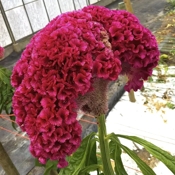 Celosia_Cristata_Cockscomb_Seeds_-_Pack_Of_4
