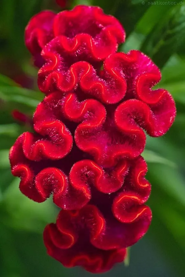 Celosia_Cristata_Cockscomb_Seeds_-_Pack_Of_4