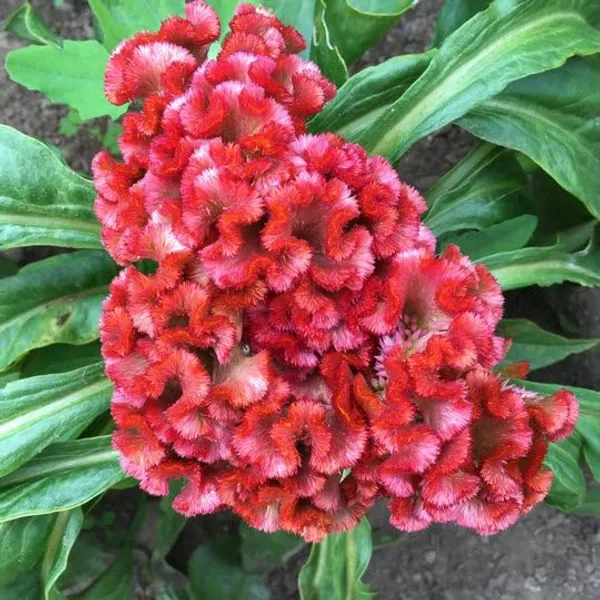 Celosia_Cristata_Cockscomb_Seeds_-_Pack_Of_4