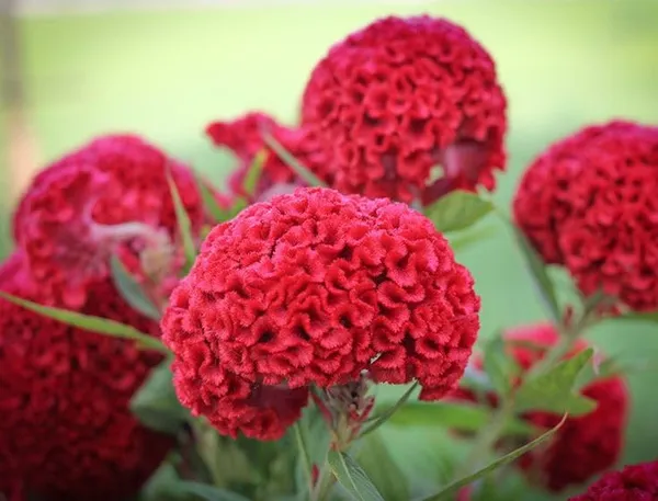 Celosia_Cristata_Cockscomb_Seeds_-_Pack_Of_4