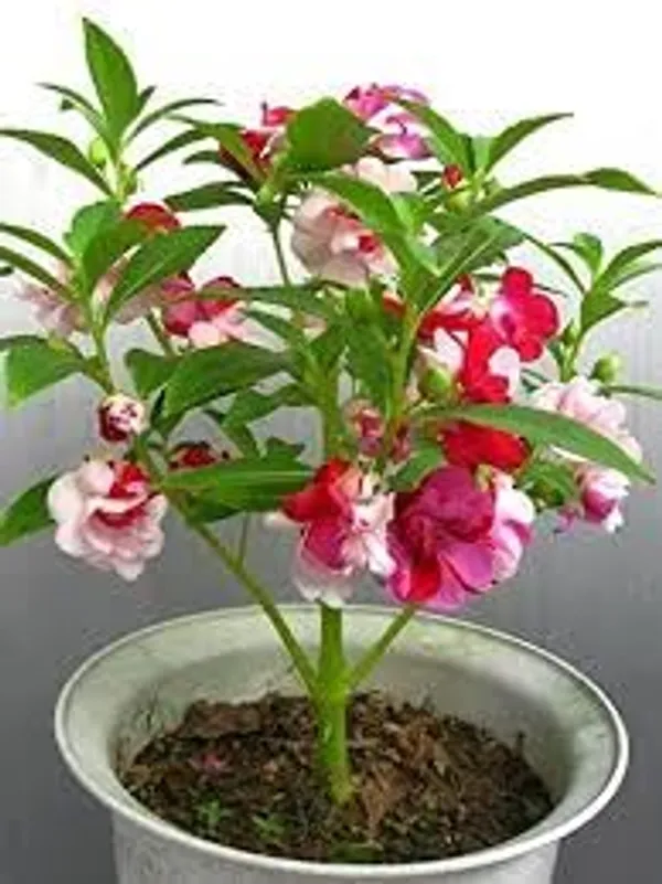 Pack_Of_4_Balsam_Tom_Thumb_Mix_Seeds