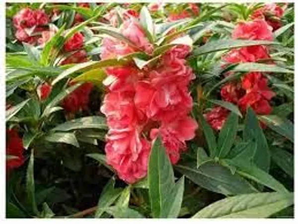 Pack_Of_4_Balsam_Tom_Thumb_Mix_Seeds