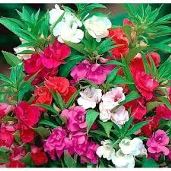 Pack_Of_4_Balsam_Tom_Thumb_Mix_Seeds