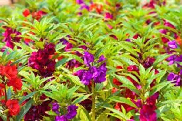 Pack_Of_4_Balsam_Tom_Thumb_Mix_Seeds