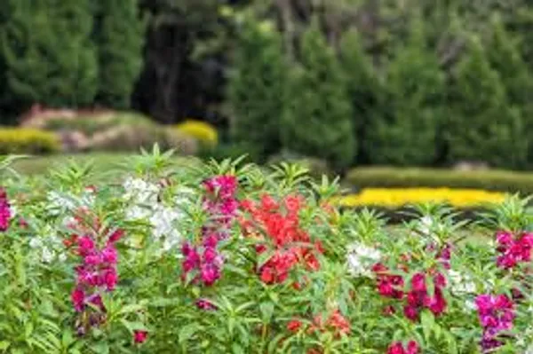 Pack_Of_4_Balsam_Tom_Thumb_Mix_Seeds
