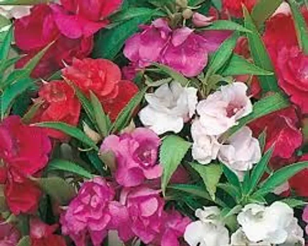 Pack_Of_4_Balsam_Tom_Thumb_Mix_Seeds