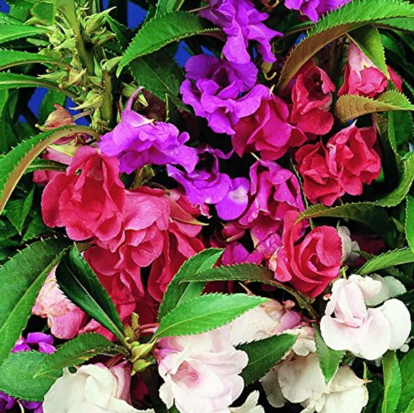 Pack_Of_4_Balsam_Tom_Thumb_Mix_Seeds