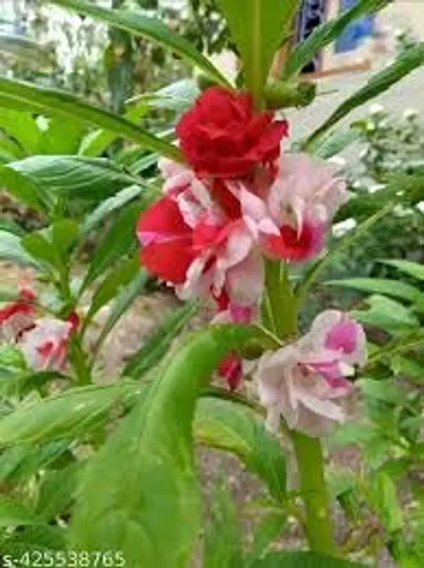 Pack_Of_4_Balsam_Tom_Thumb_Mix_Seeds