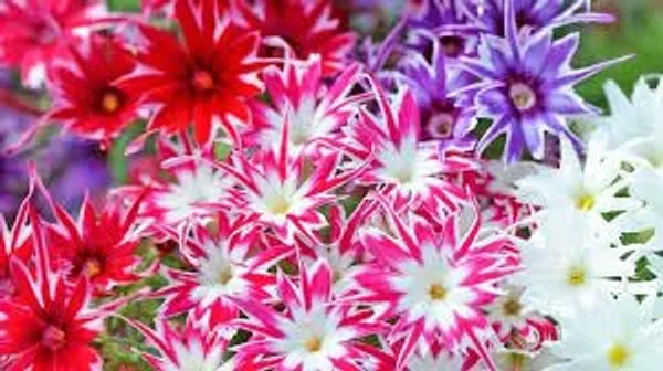 Phlox_Twinkle_Dwarf_Mix_Flower_Seeds_-_Pack_Of_4