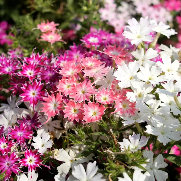 Phlox_Twinkle_Dwarf_Mix_Flower_Seeds_-_Pack_Of_4