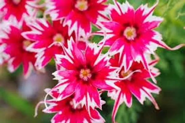 Phlox_Twinkle_Dwarf_Mix_Flower_Seeds_-_Pack_Of_4