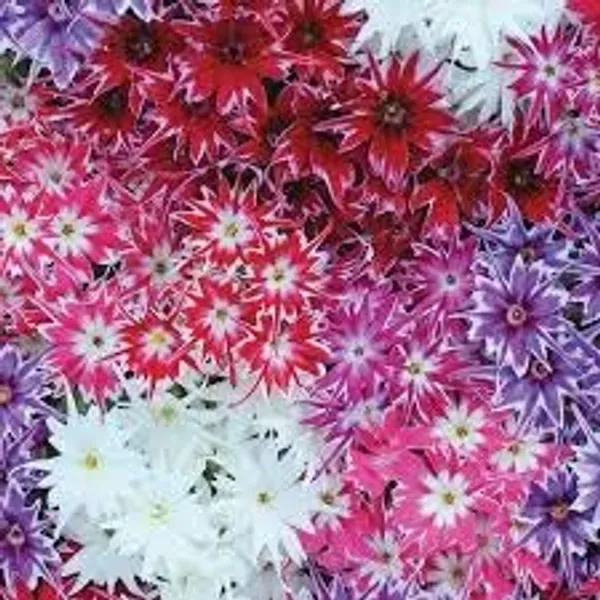 Phlox_Twinkle_Dwarf_Mix_Flower_Seeds_-_Pack_Of_4