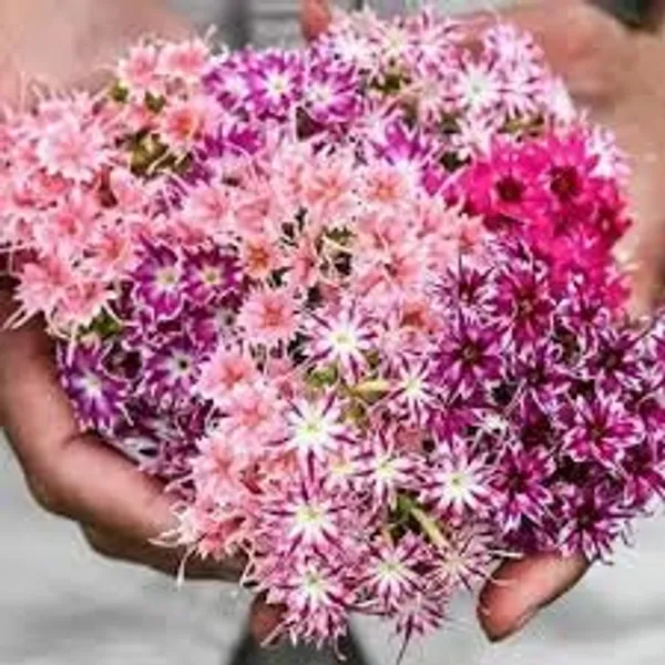 Phlox_Twinkle_Dwarf_Mix_Flower_Seeds_-_Pack_Of_4