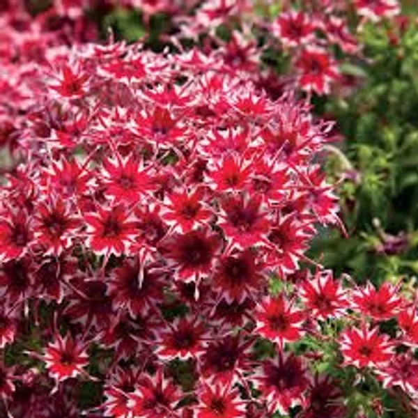 Phlox_Twinkle_Dwarf_Mix_Flower_Seeds_-_Pack_Of_4