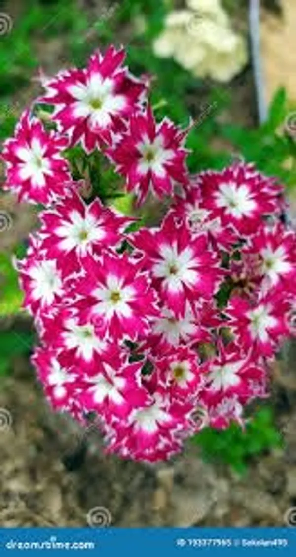 Phlox_Twinkle_Dwarf_Mix_Flower_Seeds_-_Pack_Of_4