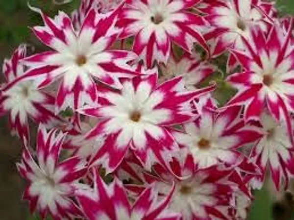 Phlox_Twinkle_Dwarf_Mix_Flower_Seeds_-_Pack_Of_4