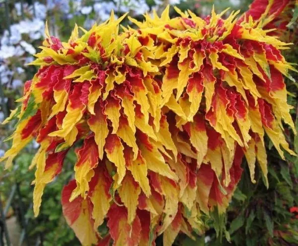 Amaranthus__Tricolor_Molten_Fire_Plant_-_Pack_Of_4