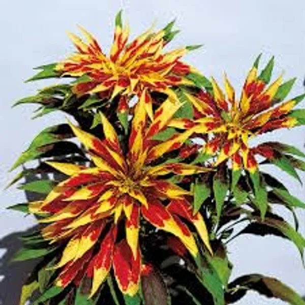 Amaranthus__Tricolor_Molten_Fire_Plant_-_Pack_Of_4