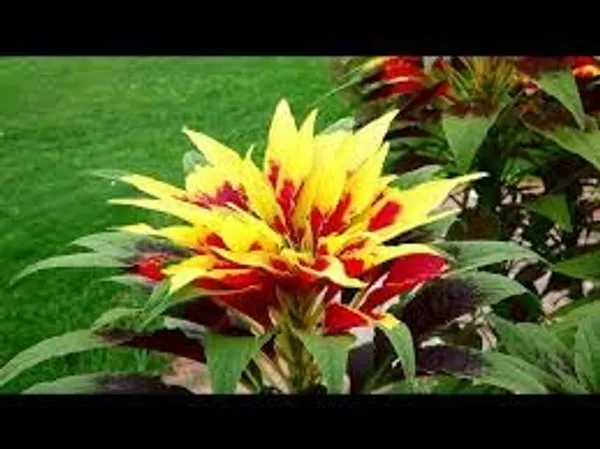 Amaranthus__Tricolor_Molten_Fire_Plant_-_Pack_Of_4