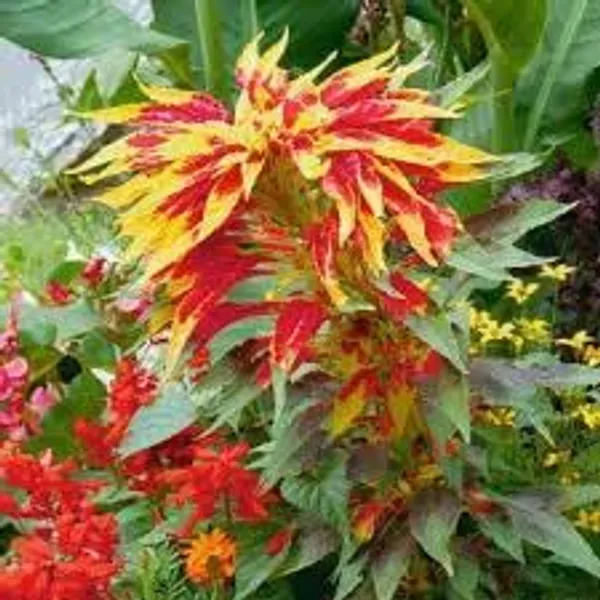 Amaranthus__Tricolor_Molten_Fire_Plant_-_Pack_Of_4