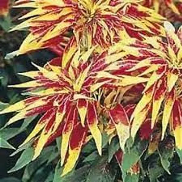 Amaranthus__Tricolor_Molten_Fire_Plant_-_Pack_Of_4