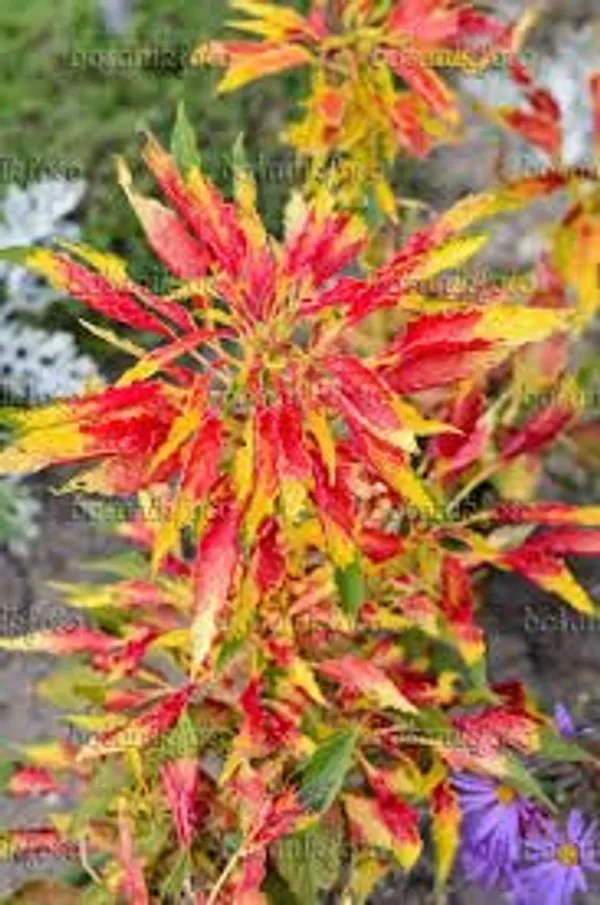 Amaranthus__Tricolor_Molten_Fire_Plant_-_Pack_Of_4