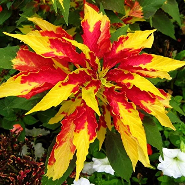 Amaranthus__Tricolor_Molten_Fire_Plant_-_Pack_Of_4