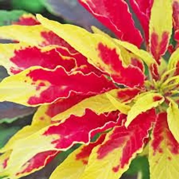 Amaranthus__Tricolor_Molten_Fire_Plant_-_Pack_Of_4