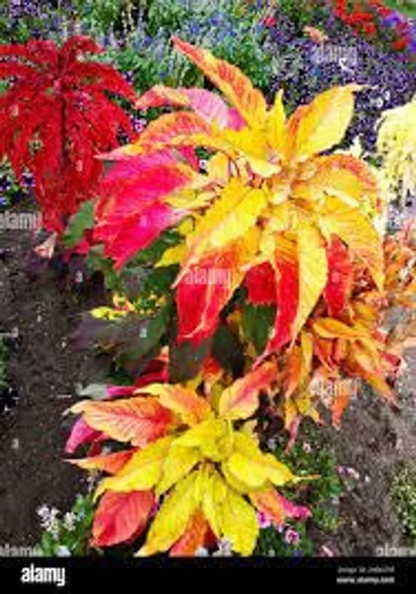 Amaranthus__Tricolor_Molten_Fire_Plant_-_Pack_Of_4
