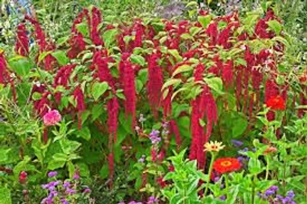 Amaranthus_Caudatus_Love_Lies_Bleeding_Flower_Seeds__Pack_Of_4