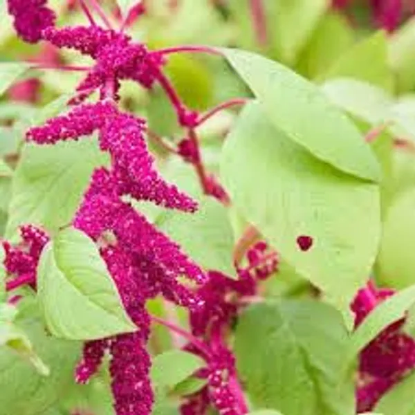 Amaranthus_Caudatus_Love_Lies_Bleeding_Flower_Seeds__Pack_Of_4