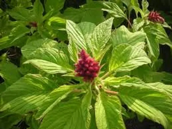 Amaranthus_Caudatus_Love_Lies_Bleeding_Flower_Seeds__Pack_Of_4