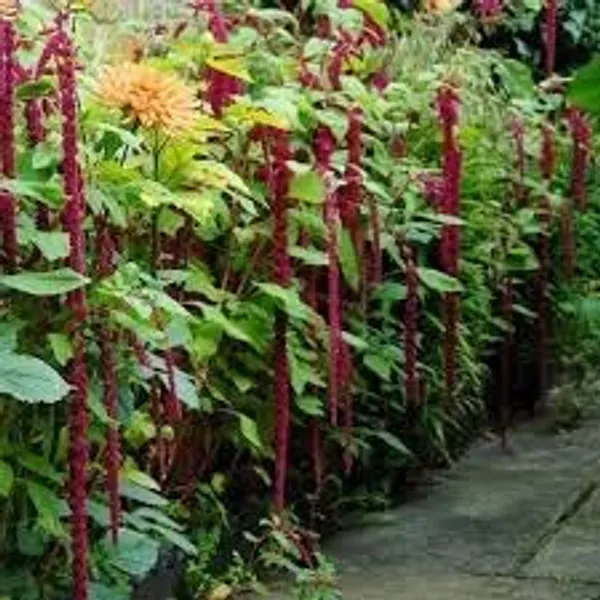 Amaranthus_Caudatus_Love_Lies_Bleeding_Flower_Seeds__Pack_Of_4