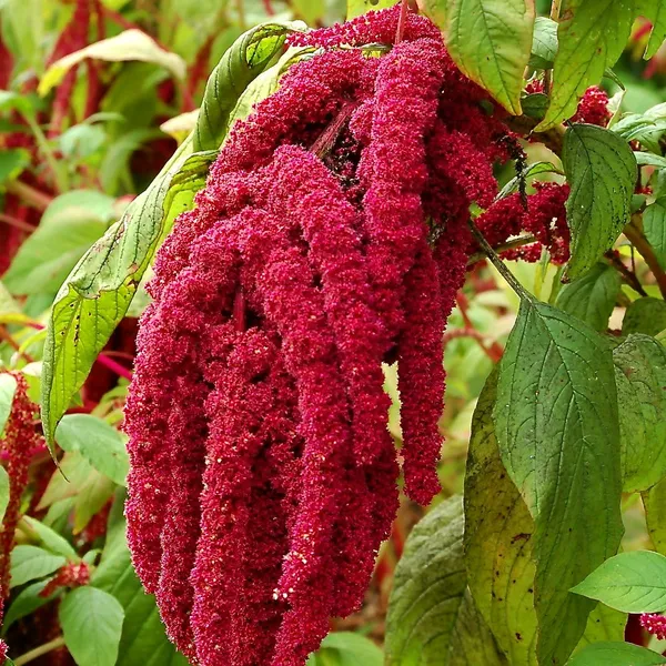 Amaranthus_Caudatus_Love_Lies_Bleeding_Flower_Seeds__Pack_Of_4
