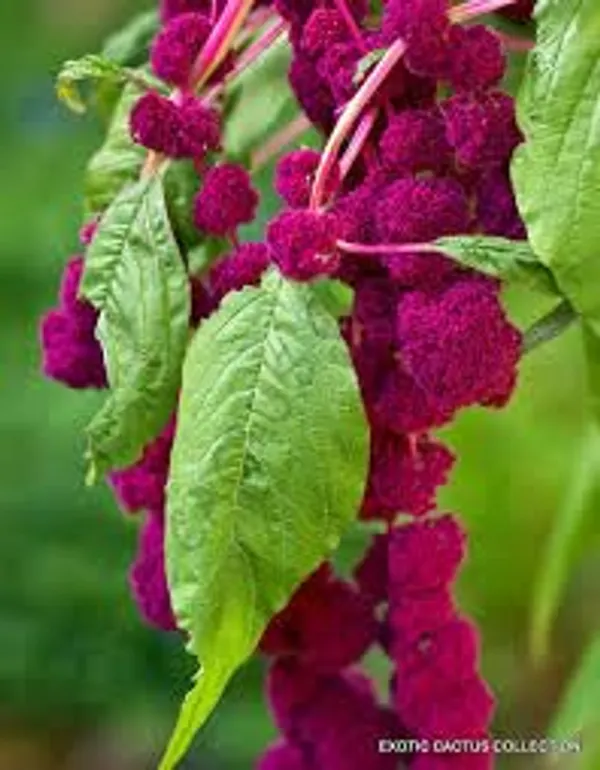 Amaranthus_Caudatus_Love_Lies_Bleeding_Flower_Seeds__Pack_Of_4