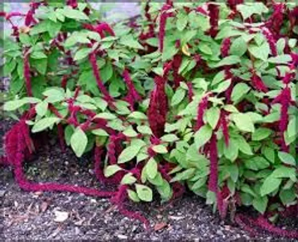 Amaranthus_Caudatus_Love_Lies_Bleeding_Flower_Seeds__Pack_Of_4