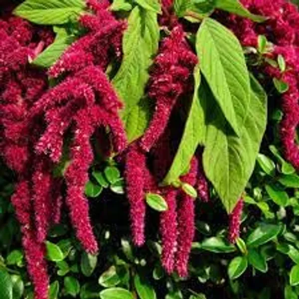Amaranthus_Caudatus_Love_Lies_Bleeding_Flower_Seeds__Pack_Of_4