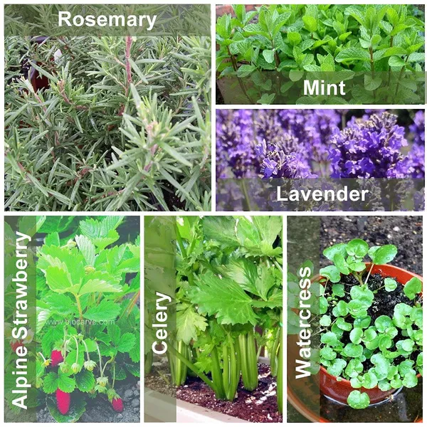Herb_Seeds_Kit