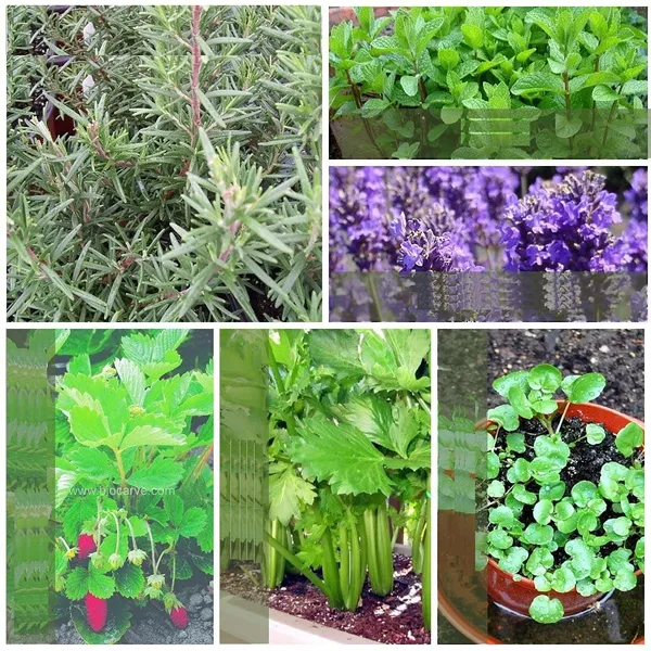 Herb_Seeds_Kit