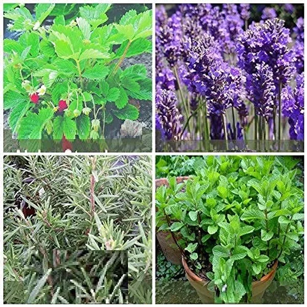 Herb_Seeds_Kit_Premium