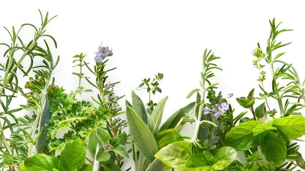 Herb_Seeds_Kit_Premium
