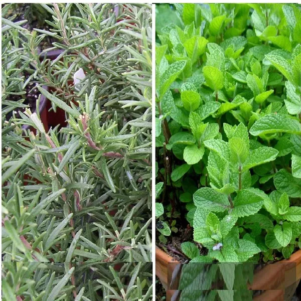 Rosemary_And_Mint_Herb_Seeds_Kit__Pack_Of_2